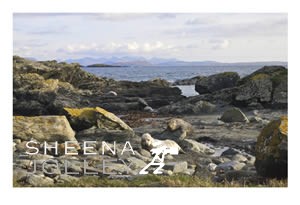 Grey Seal pup  Ireland  Co Galway photograph  sea  waves  inishark. No Further.jpg No Further.jpg No Further.jpg No Further.jpg
